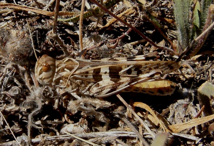 Acrididae: Locusta migratoria cinerascens e Oedaleus decorus